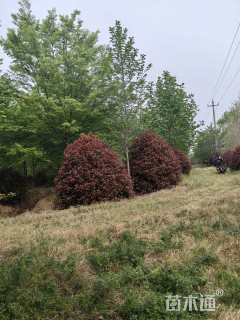 冠幅250厘米红叶石楠球