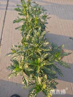 高度20厘米黄金菊