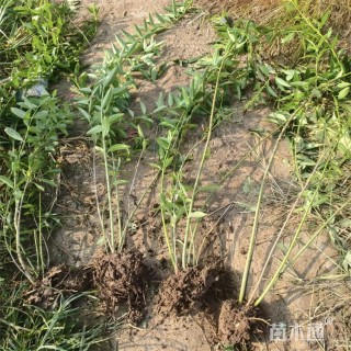 高度90厘米东北连翘