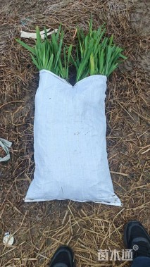 高度15厘米吉祥草