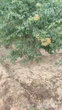 高度500厘米丛生暴马丁香