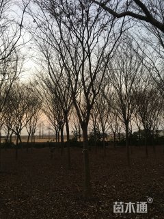 15公分榉树