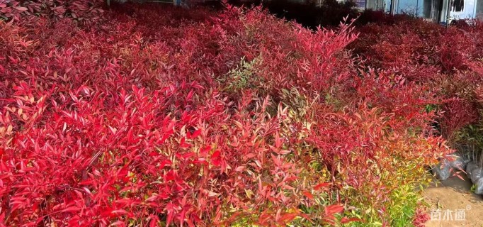 高度100厘米南天竹