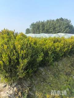 冠幅80厘米瓜子黄杨球