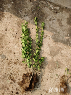 高度40厘米卫矛