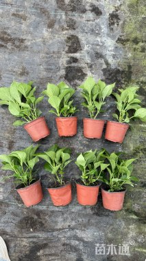 高度20厘米绣球【价格/图片/规格】仅供参考 ➡详情📞