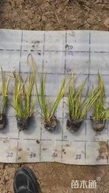 高度20厘米金叶石菖蒲