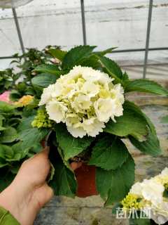 高度40厘米绣球