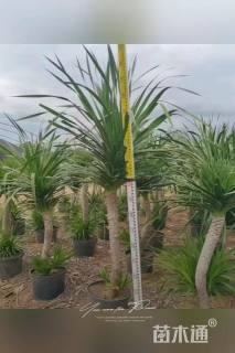 高度100厘米龙血树