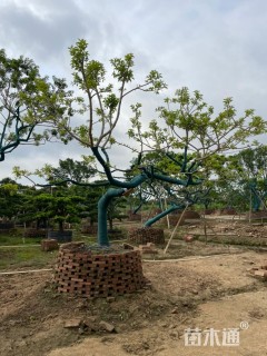 16公分红果冬青