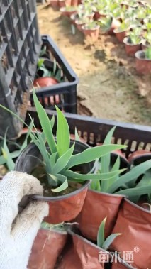 高度15厘米鸢尾