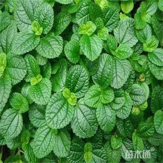 高度20厘米薄荷
