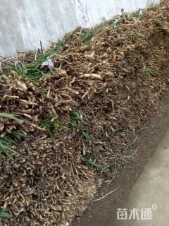 高度40厘米芦苇