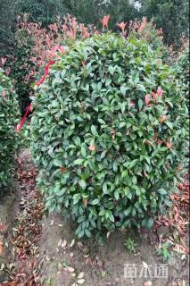 冠幅120厘米红叶石楠球