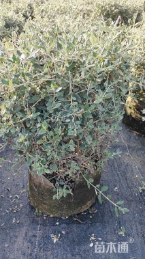 高度40厘米水果兰