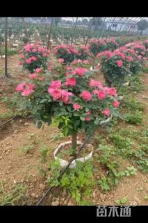 高度150厘米棒棒糖月季