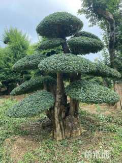 20公分造型对节白蜡