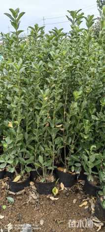 高度80厘米大叶黄杨