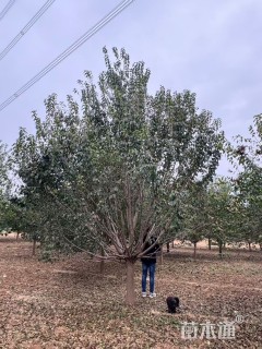 15公分暴马丁香