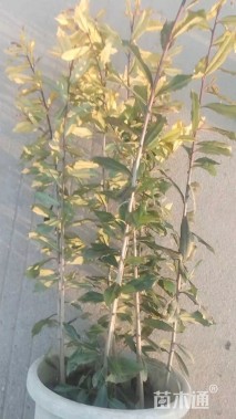 高度55厘米黄金枸骨
