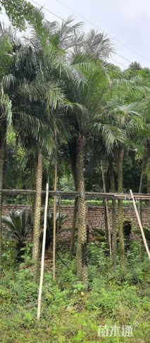 裸干高100厘米美丽针葵