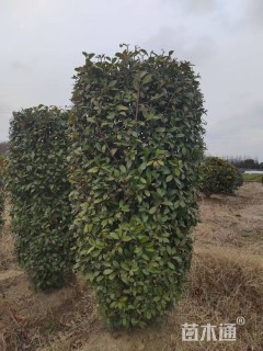 高度200厘米红叶石楠柱