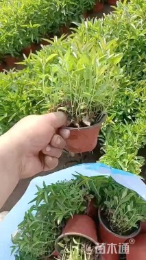 高度20厘米婆婆纳