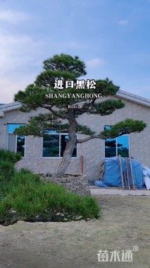 高度100厘米黑松