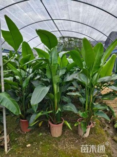 高度100厘米天堂鸟