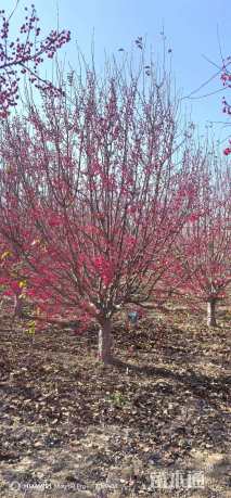 高度500厘米当娜海棠