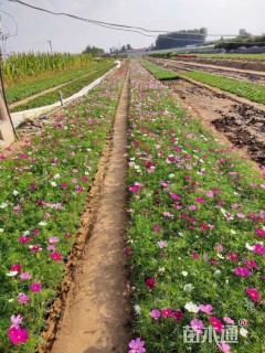 高度30厘米波斯菊