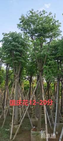 12公分黄山栾树