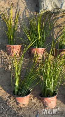 高度28厘米金叶石菖蒲