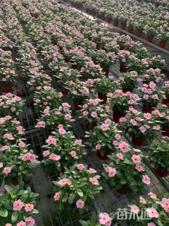 高度20厘米长春花