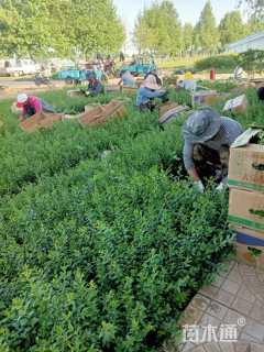 高度25厘米水腊