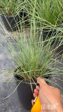 高度30厘米粉黛乱子草