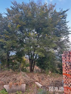 45公分(3杆)丛生朴树