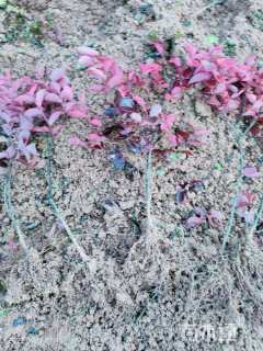 高度30厘米红花继木