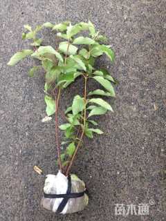 高度60厘米红瑞木