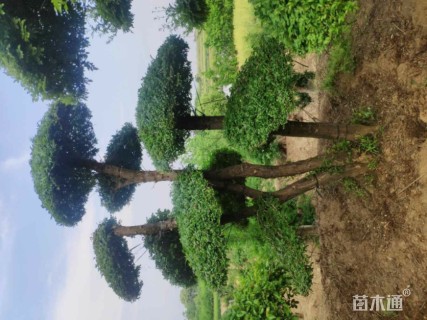 25公分造型对节白蜡