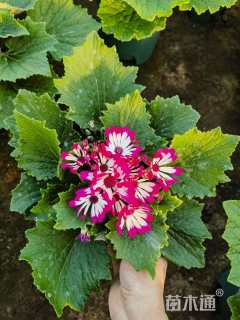 高度25厘米瓜叶菊