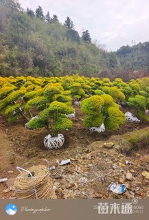 15公分造型小叶女贞