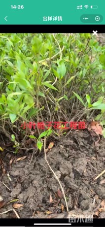 高度25厘米小叶栀子