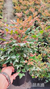 高度40厘米火焰南天竹