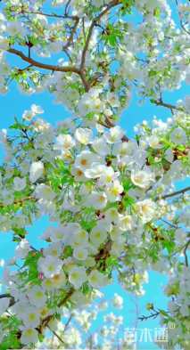 移栽苗造型罗汉松