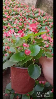 高度15厘米四季海棠