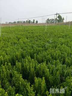 高度25厘米小叶黄杨