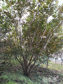 高度300厘米丛生黄栌