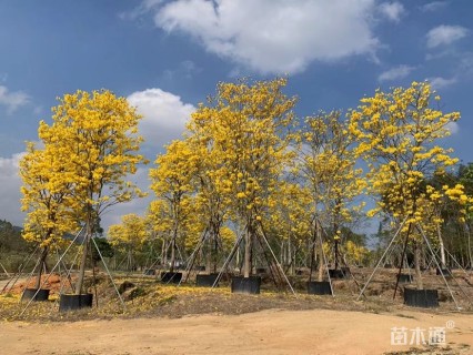 12公分黄花风铃木