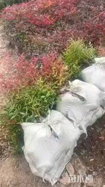 高度50厘米南天竹小苗